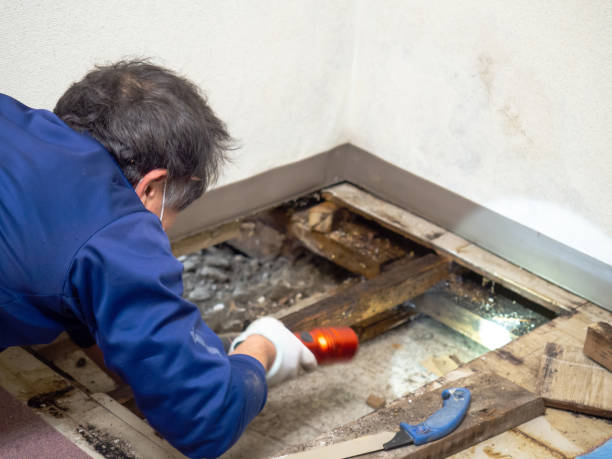 Best Home Mold Removal  in Vian, OK