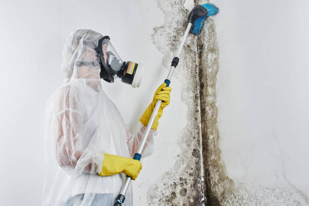 Best Mold Damage Repair  in Vian, OK