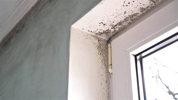 Mold Removal Process in Vian, OK