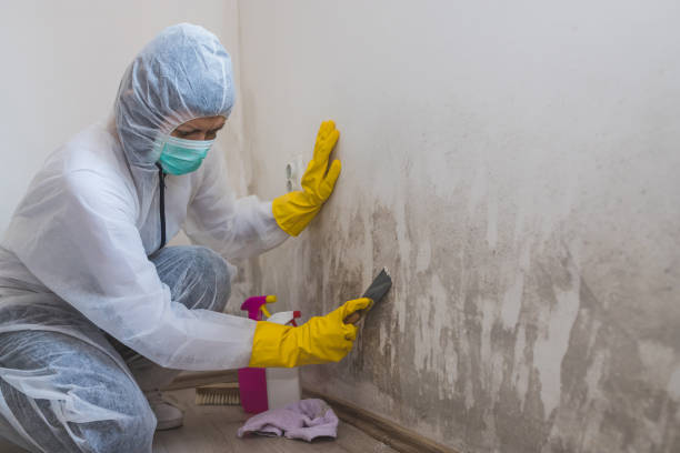 Best Fast Mold Removal  in Vian, OK