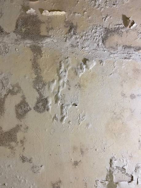 Best Toxic Mold Removal  in Vian, OK