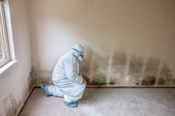 Best Affordable Mold Removal  in Vian, OK