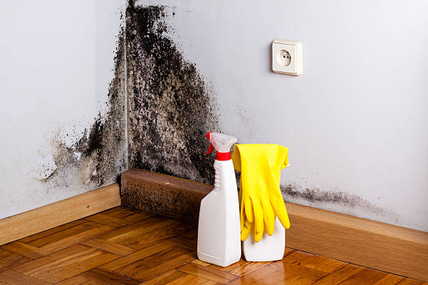 Best Black Mold Removal  in Vian, OK