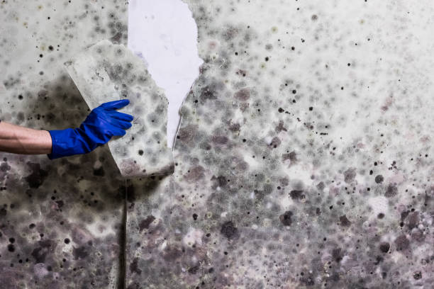 Best Mold Removal Company Near Me  in Vian, OK