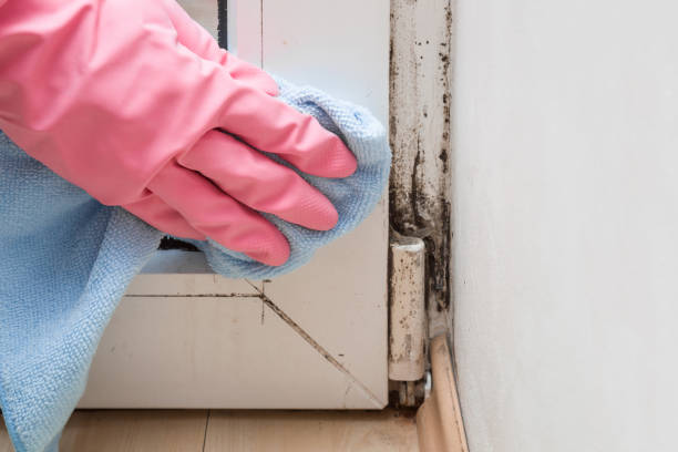 Best Residential Mold Removal  in Vian, OK