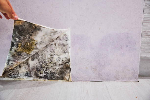 Best Local Mold Removal Service  in Vian, OK